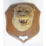 A mounted taxidermy otter head by T Salked, Carnforth, labelled 'D.O.H. R. Nith 9-8-60 24 LB.