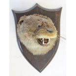 A mounted taxidermy otter trophy by P Spicer & Sons, Leamington, length 25cm.