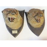 A pair of mounted taxidermy otter trophies by P Spicer & Sons, Leamington, one labelled 'Kendal &