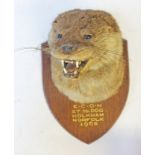 A mounted taxidermy otter head by Edward Gerrard & Sons, London, labelled 'E.C.O.H. 27 lb. Dog