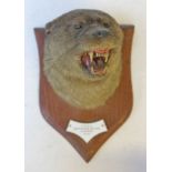 A mounted taxidermy otter head by Salked and Child, Carnforth, labelled 'K.D.O.H. Newton Moss. Riv.