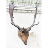 Taxidermy trophy head. L80cm.