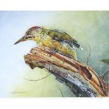 Print of a Woodpecker