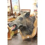 Taxidermy Boar's Head on Oak Shield Plaque