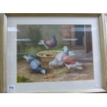 Oil painting study of a group of doves in a courtyard