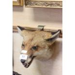 Taxidermy fox mask