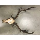 Vintage Deer skull and antler wall hanging