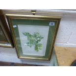 Framed and Glazed Joy Luckas Watercolour of Garden Peas