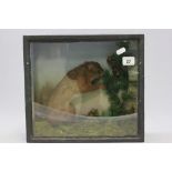 Cased Taxidermy Red Squirrel in Naturalistic Setting