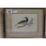 Small Framed and Glazed Watercolour of an Exotic Bird