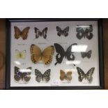 Framed, Glazed and Mounted Set of Twelve Butterflies