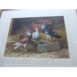 An oil painting study of doves in a farm courtyard