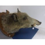 Wild Boars head mounted on elm shield