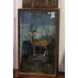 An unusual Victorian 10" high novelty stuffed Fallow deer cased in naturalistic surroundings