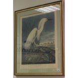 After Audubon, coloured engraving, snowy heron or white egret