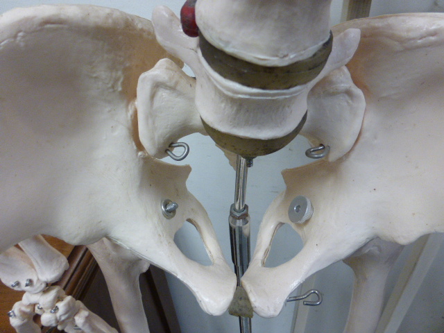 A medical students full length skeleton on stand - Image 4 of 5