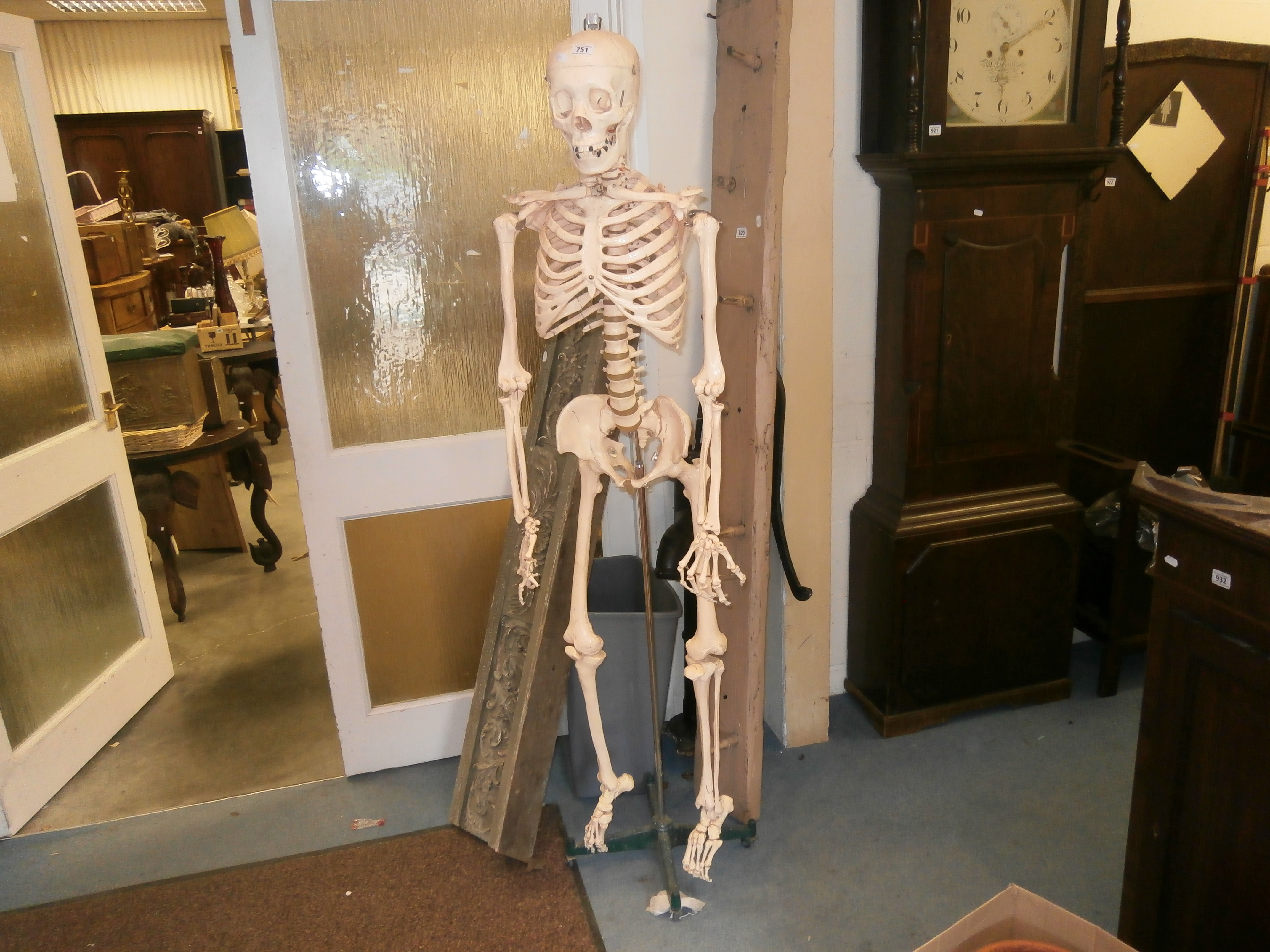 A medical students full length skeleton on stand