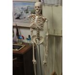 A medical students full length skeleton on stand