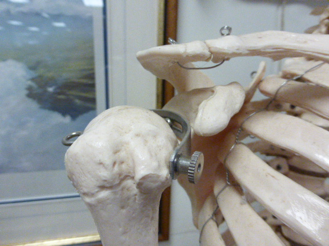 A medical students full length skeleton on stand - Image 3 of 5