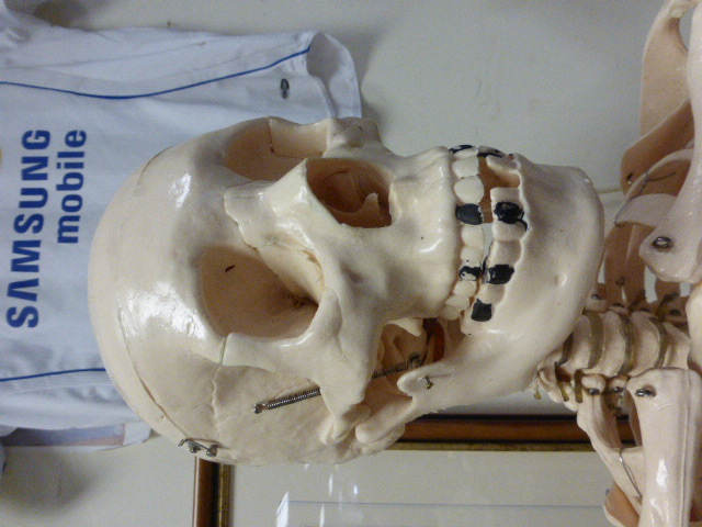 A medical students full length skeleton on stand - Image 2 of 5