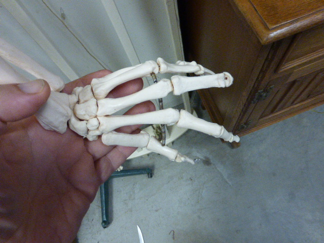 A medical students full length skeleton on stand - Image 5 of 5