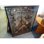 Large Glazed Display Cabinet containing a Taxidermy Display of approximately Thirty Three Australian