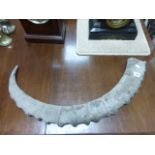 A large carved African antelope horn