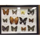 Framed, Glazed & Mounted Set of Twelve Butterflies