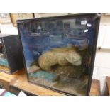 20th century taxidermy of a Otter, set in a naturalistic setting in a glazed case