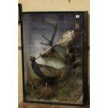 Cased Taxidermy of two pheasants