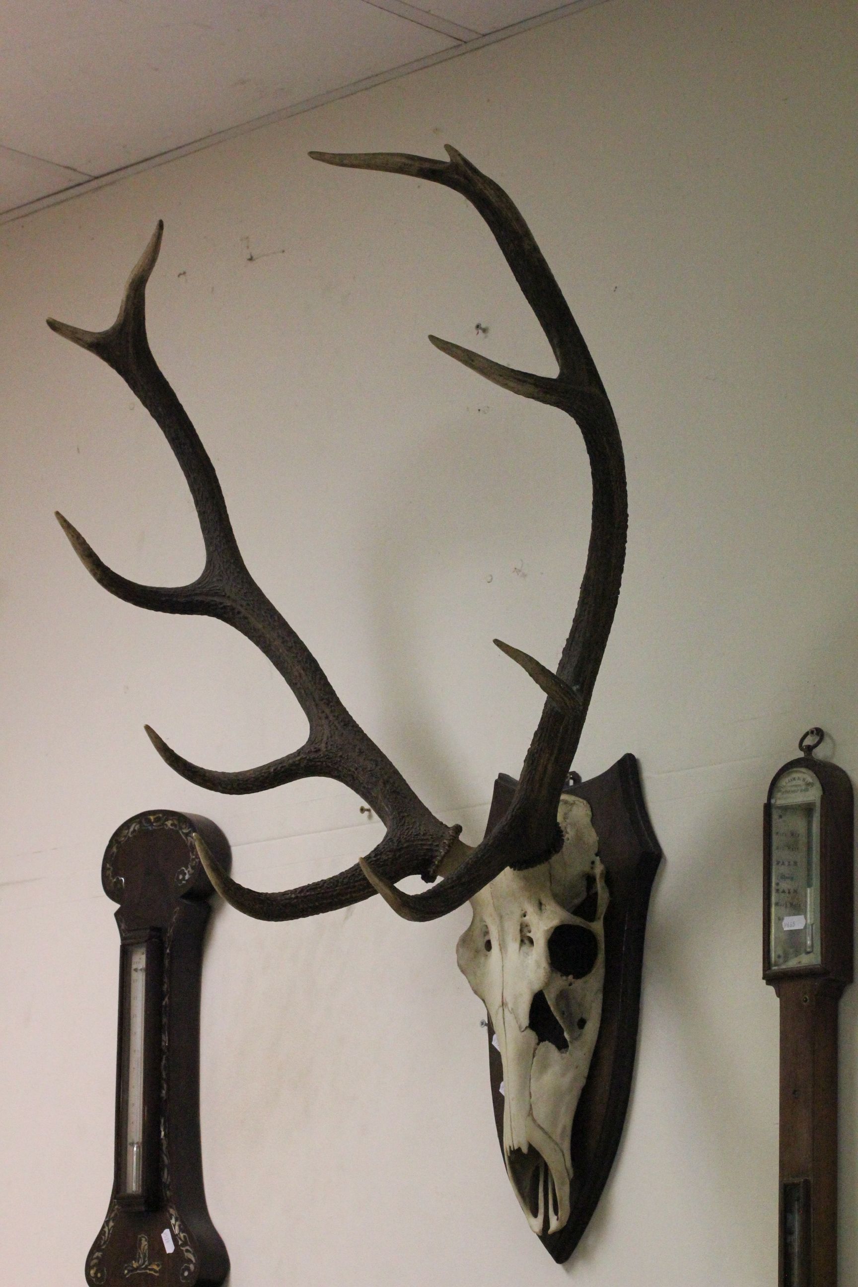 Set of deer antlers, with 10 points, mounted on a oak shield