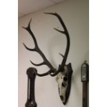 Set of deer antlers, with 10 points, mounted on a oak shield