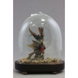 Early 20C dome with a pair of taxidermy humming birds