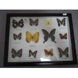 Framed, Glazed and Mounted Set of Twelve Butterflies