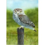 Alan WESTON (b.1951), Acrylic & gouache, a 'Little Owl' perched on a fence post, Signed, 11.25" x