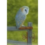 Alan WESTON (b.1951), Acrylic & gouache, A Barn Owl perched on a gate, Signed, 11.25" x 7.75" (28.