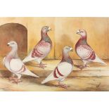 Ernest George WIPPELL (19th / 20th C. English School), Watercolour, Four pigeons with enlarged