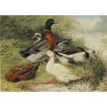 J* W* LUDLOW, Watercolour, Five assorted ducks on a river bank, Signed & dated 1909, 7" x 9.25" (