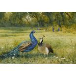 Mildred Anne Butler RWS (1858-1941) PEACOCKS AT KILMURRY, COUNTY KILKENNY watercolour signed lower