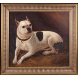 A 19th Century Oil on Canvas: Portrait of a Black & White Bulldog laid in a stable,