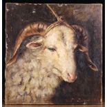 An Unframed Oil on Canvas: Painting of a Goat, 16 ins x 15½ ins (41 cm x 39 cms).