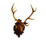 An Impressive Life Size Wooden Stag's Head carved in intricate detail and having inset antlers and