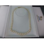 A pearl necklace with 53 pearls - Length approx 45cm - necklace has old repair to one end of string