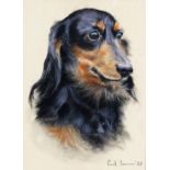 ‡ Paul R. Yeomans (20th Century) Study of a Dachshund Signed and dated 88 Pastel on buff paper 27.