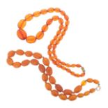 A single row graduated amber bead necklace, the oval beads graduate from 0.8 to 1.5cm. 31.2g,