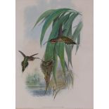 After John Gould and Henry C. Richter Bird studies Two, both lithographs, framed as a pair 47 x