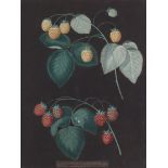 After George Brookshaw Plums; Raspberries Aquatints, Plate XXI and Plate IV Each 40.5 x 30.5cm; 16 x