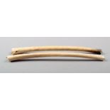 Two Aborigine bone nose ornaments Western Australia 15cm long. (2) Provenance Purchased from the