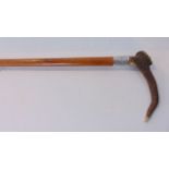 A Malacca walking cane with applied antler handle set before a silver collar with vacant