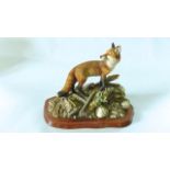 A Border Fine Arts limited edition model of a fox looking over its shoulder on a naturalistic